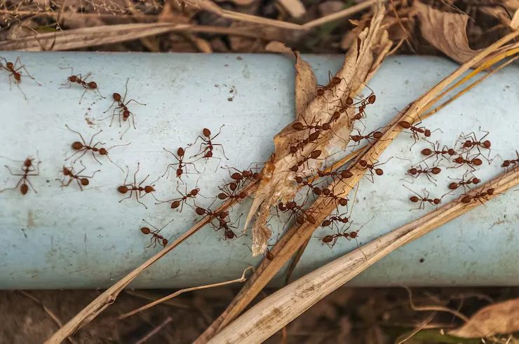 Licensed pest control technician inspecting yard for ant nests in Yuma AZ